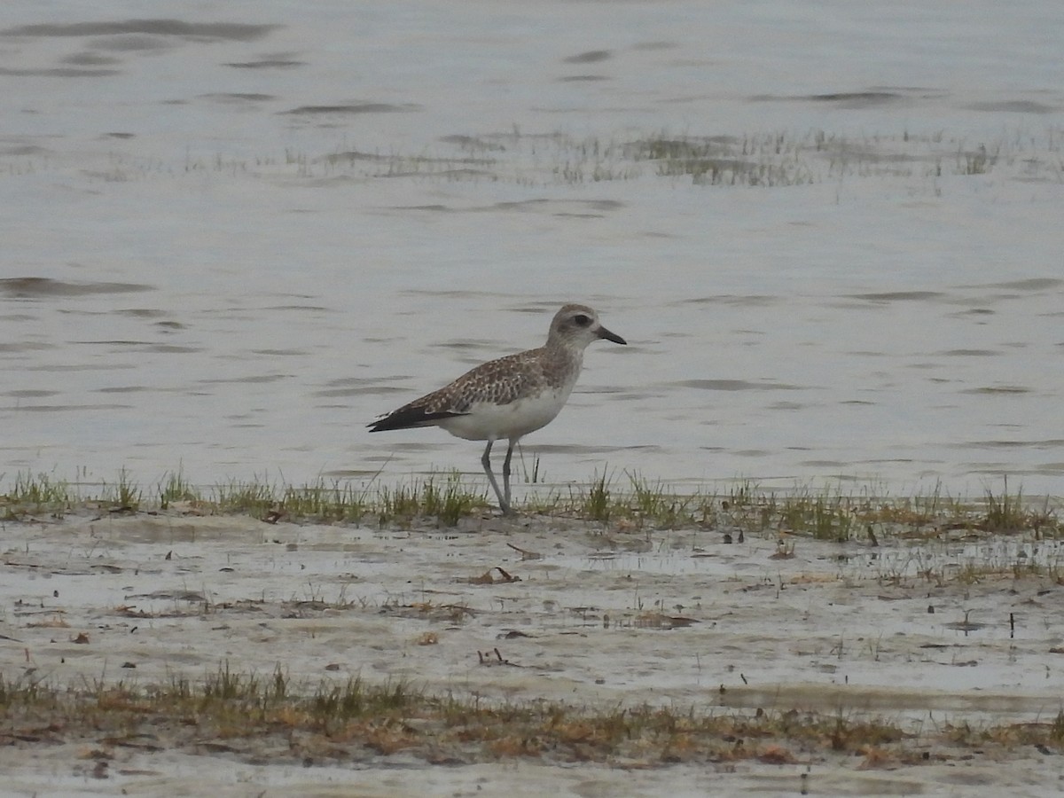 Black-bellied Plover - ML385242781