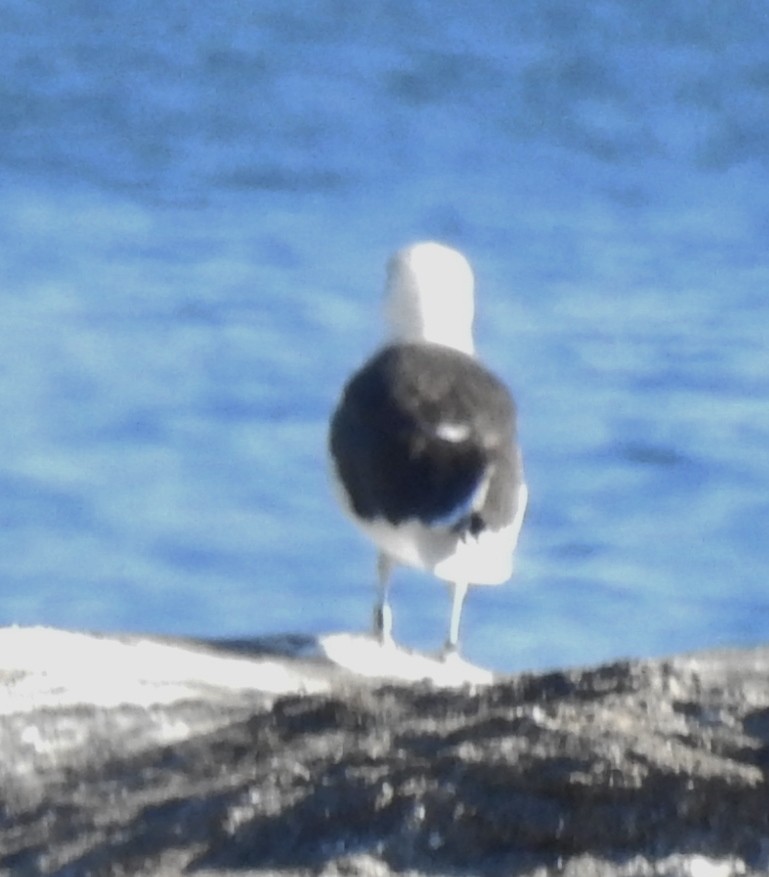 Great Black-backed Gull - ML385243051