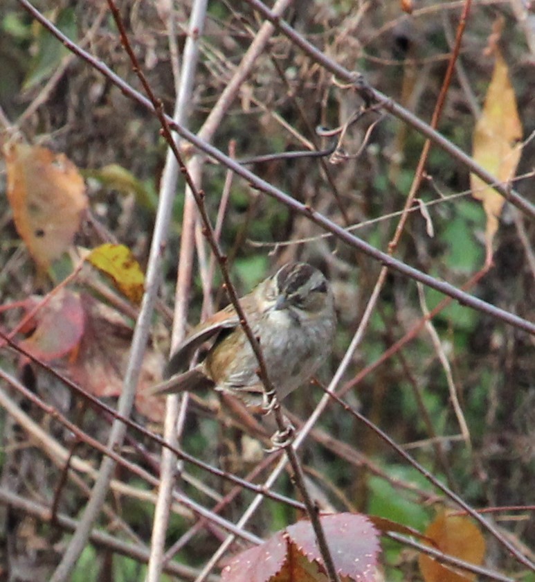 Swamp Sparrow - ML385243481