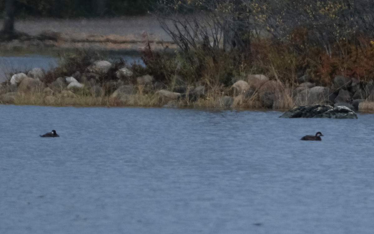 Black Scoter - ML385244901