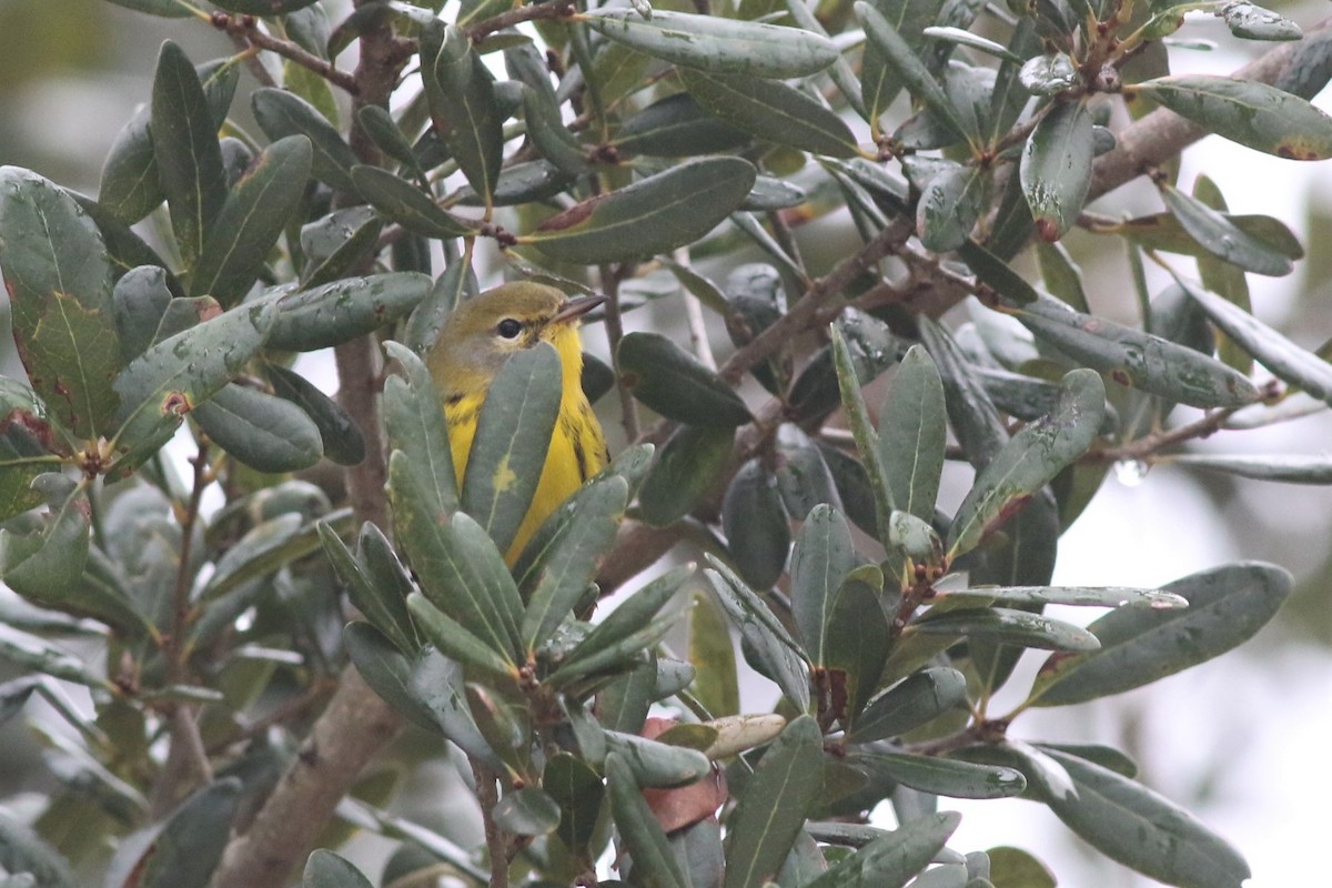 Prairie Warbler - ML385244991