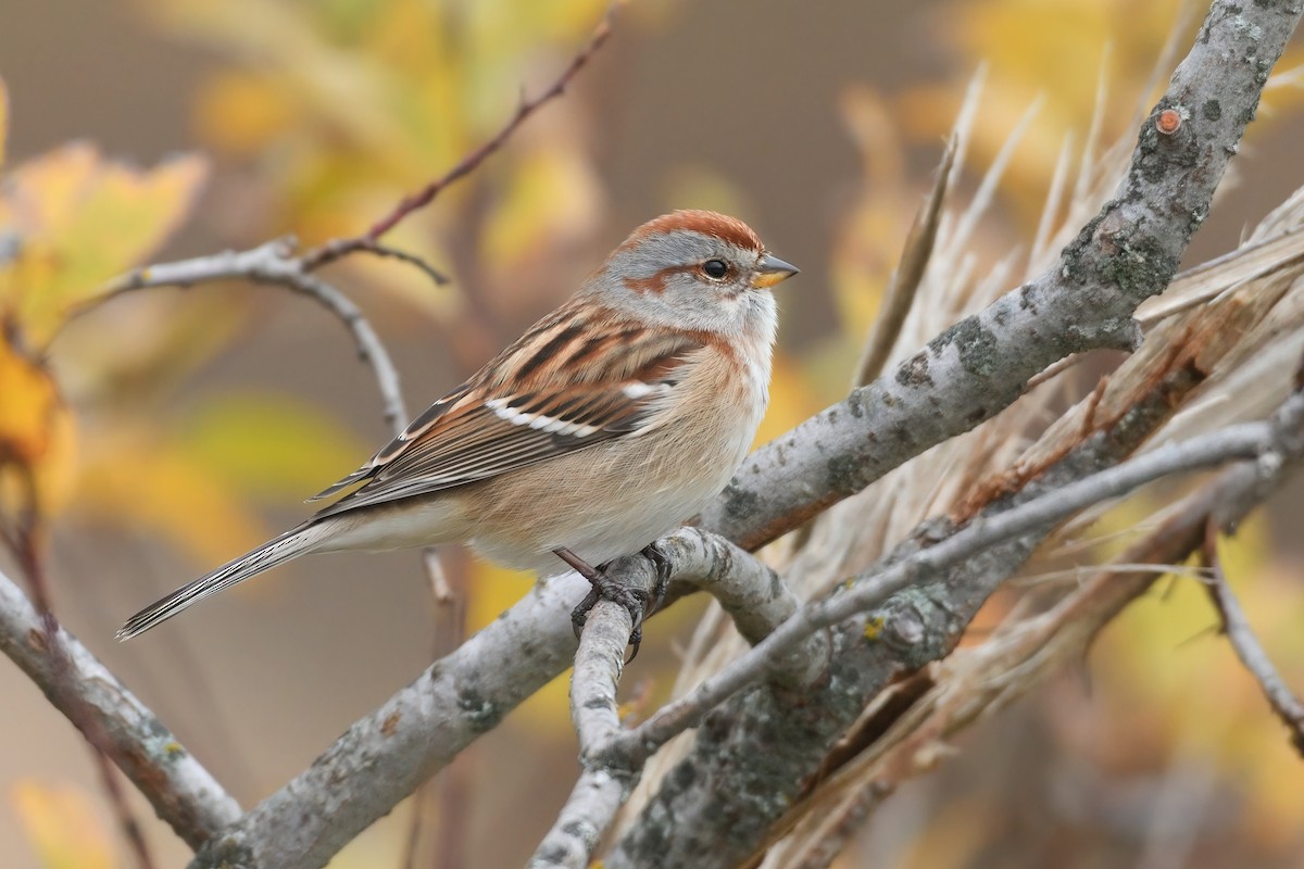 American Tree Sparrow - ML385245021