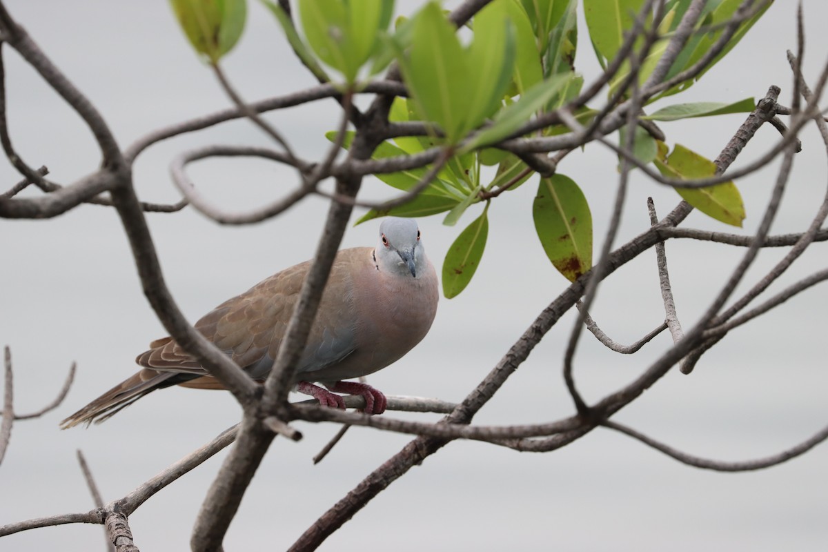 Mourning Collared-Dove - ML385245481