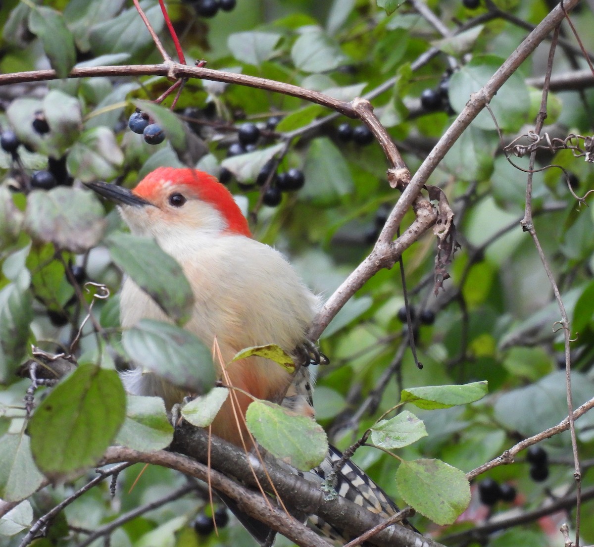 Red-bellied Woodpecker - Jay Solanki