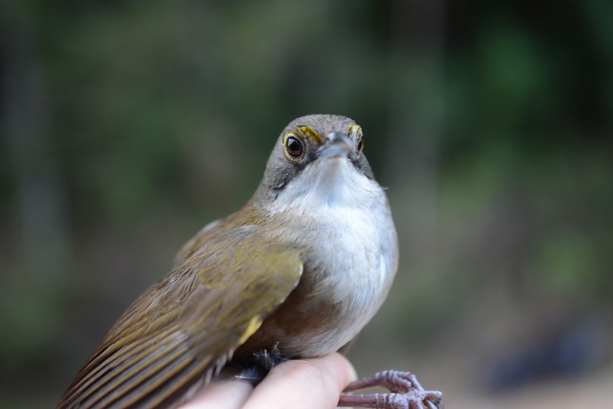 Eastern Chat-Tanager - Holly Garrod