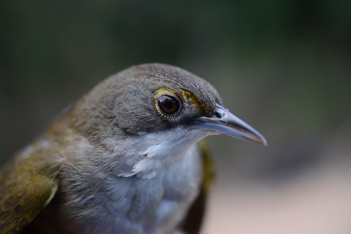 Eastern Chat-Tanager - Holly Garrod