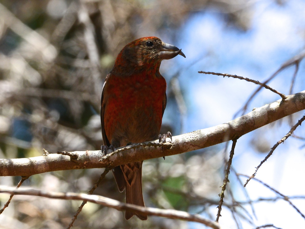 Hispaniolan Crossbill - ML38524621