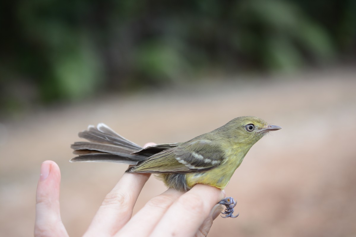 Flat-billed Vireo - ML385246801