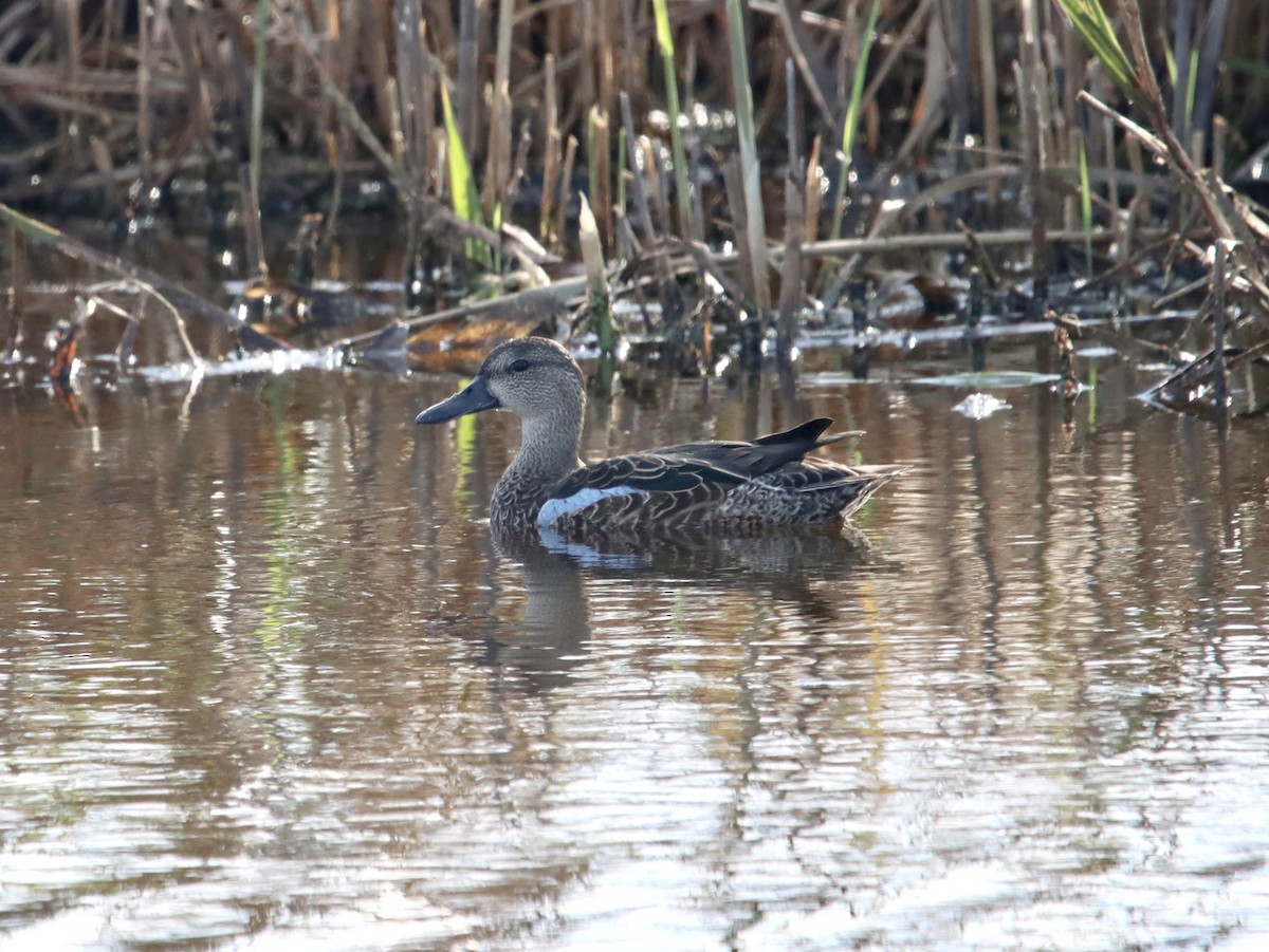 Blue-winged Teal - bob butler