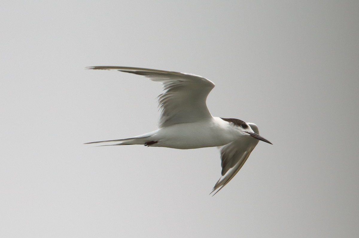 Common Tern - ML385247621