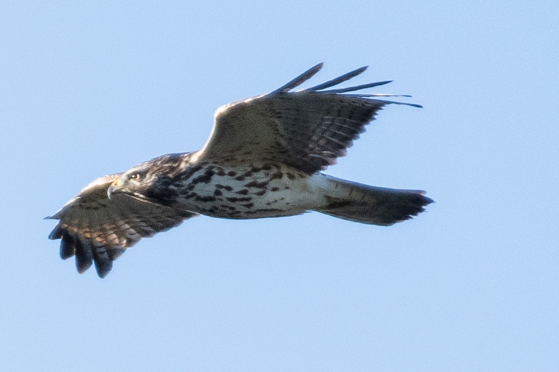 Red-shouldered Hawk - ML385248091