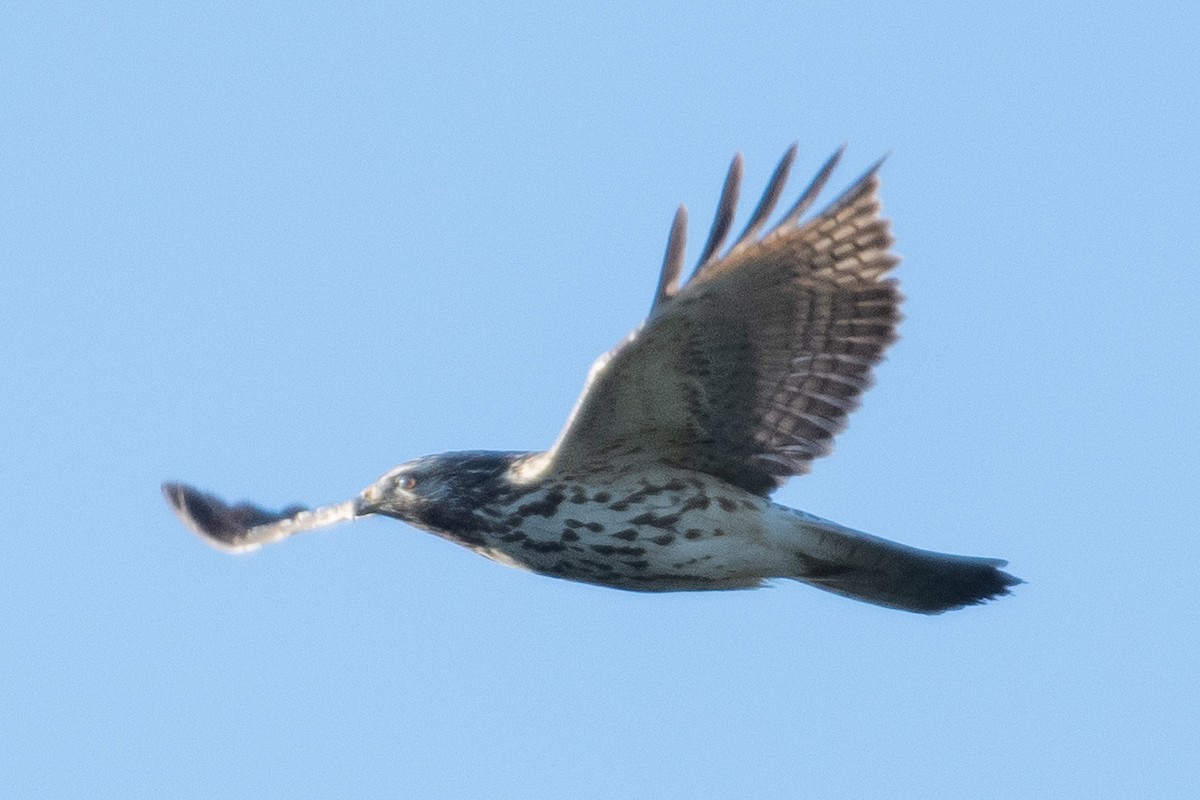 Red-shouldered Hawk - ML385248171