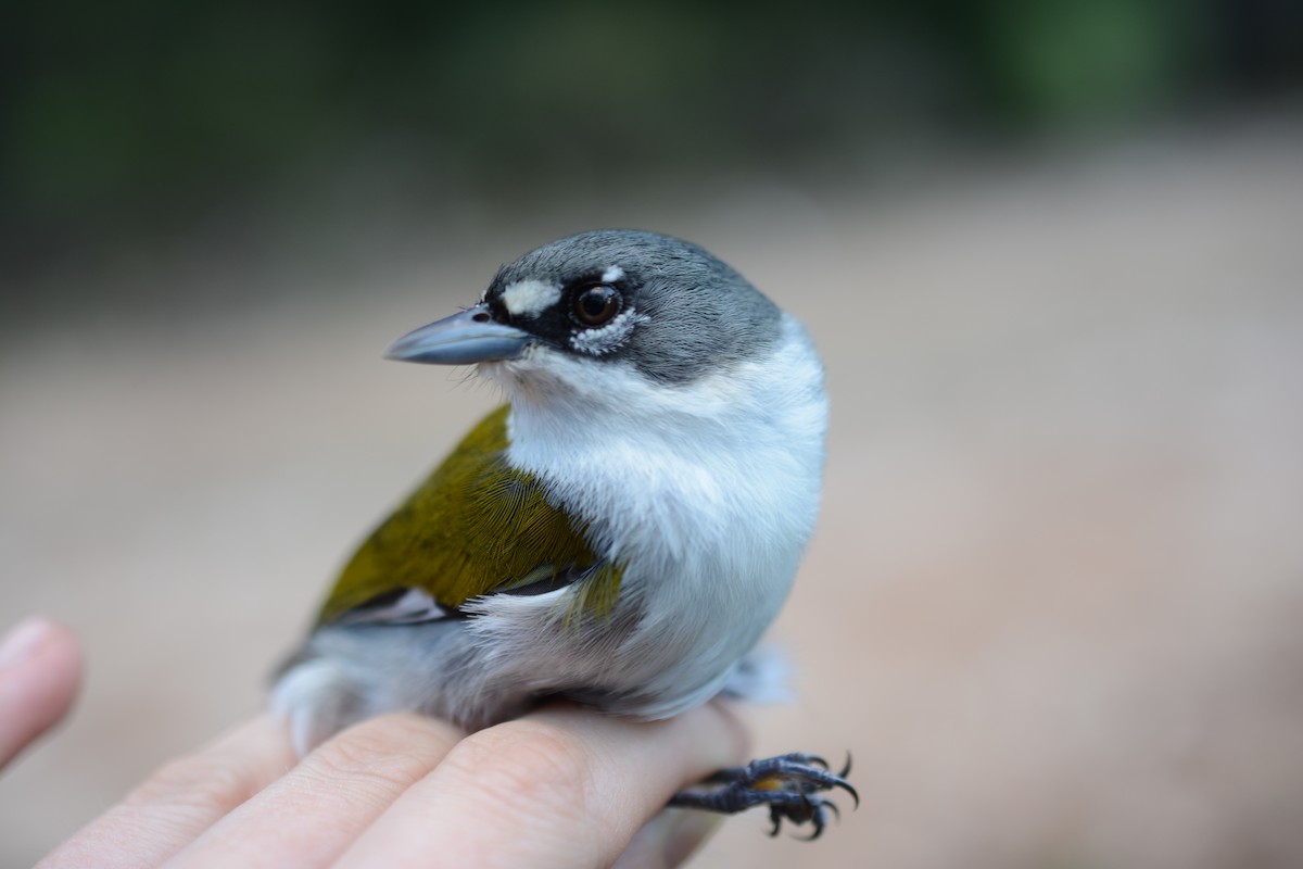 White-winged Warbler - ML385248261