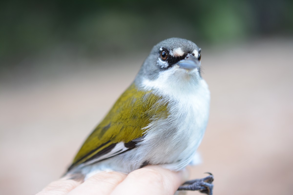 White-winged Warbler - ML385248271