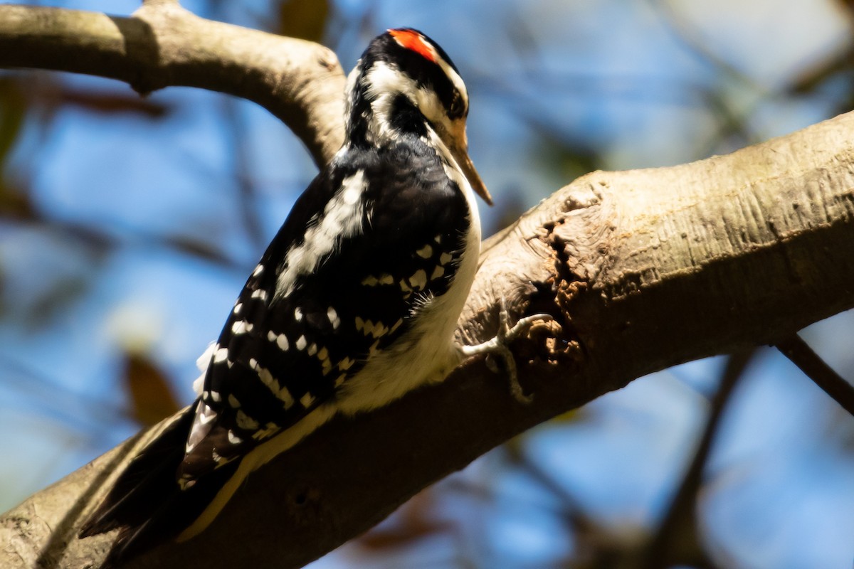 Hairy Woodpecker - ML385248451