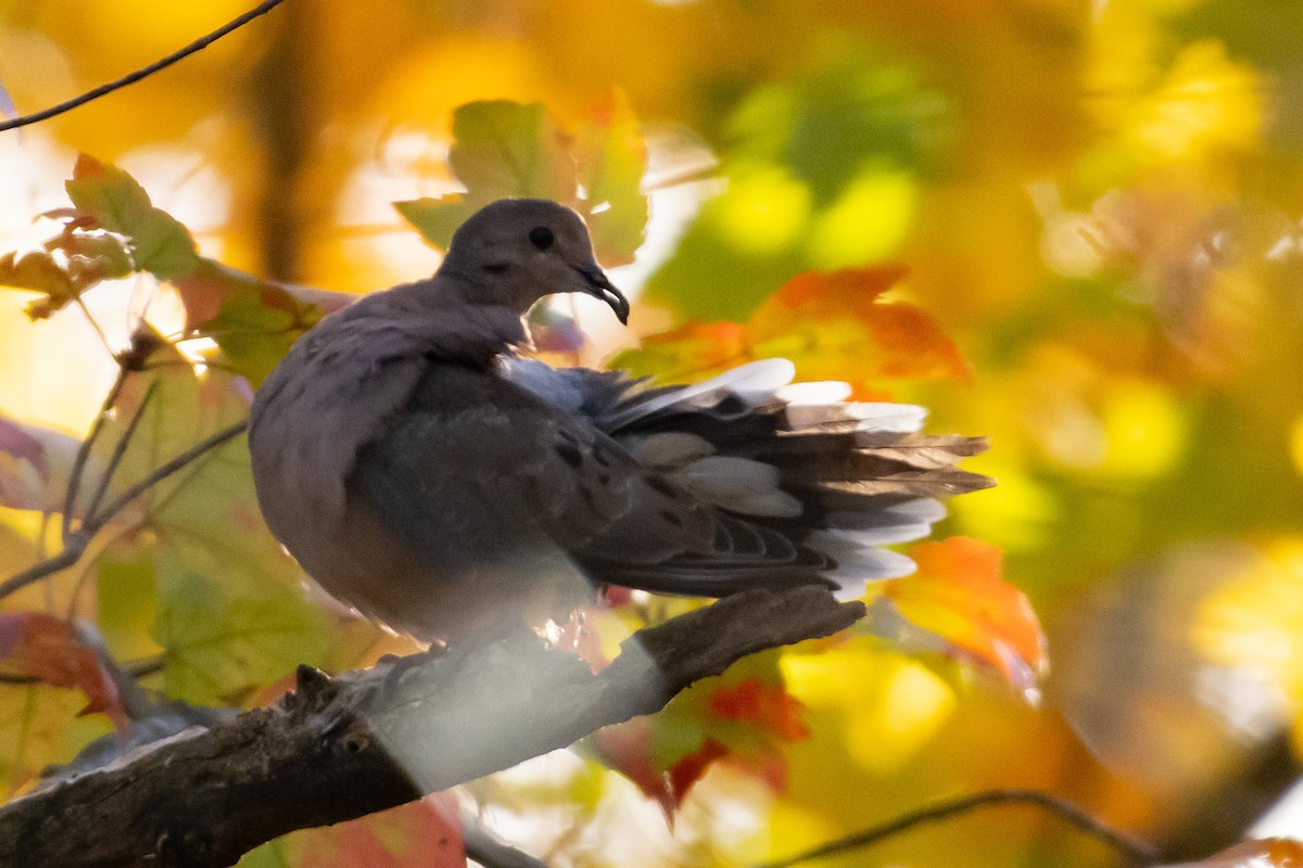 Mourning Dove - ML385248581