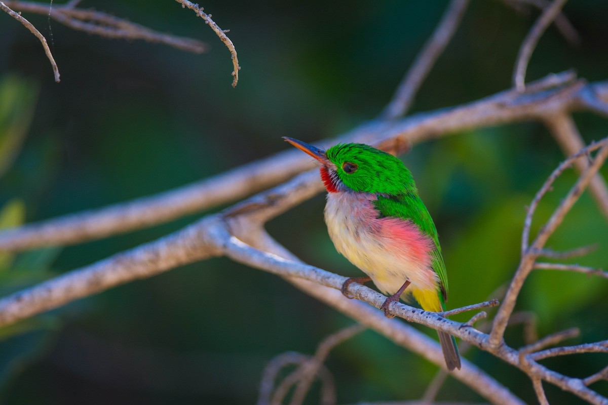 Broad-billed Tody - ML385249361