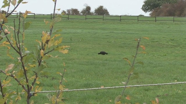 Northern Bald Ibis - ML385249671