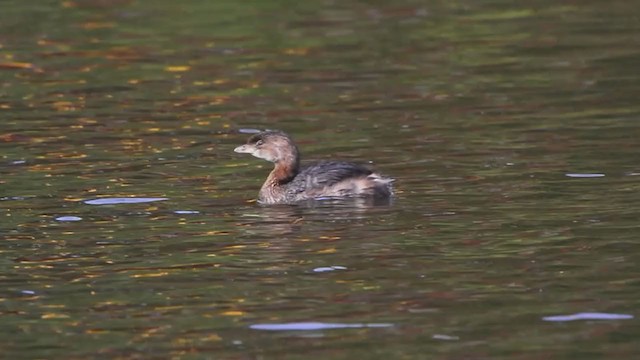 Pied-billed Grebe - ML385249931