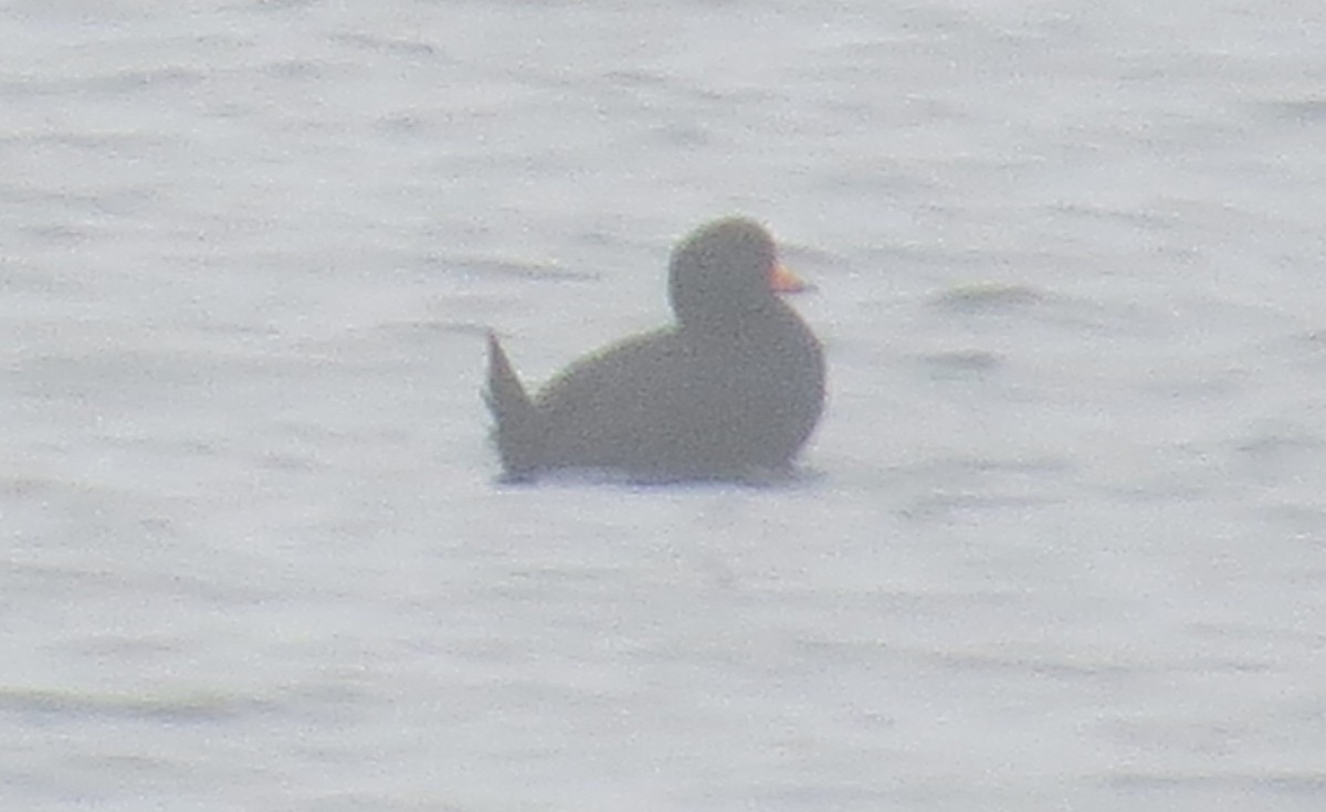 Black Scoter - ML385250261