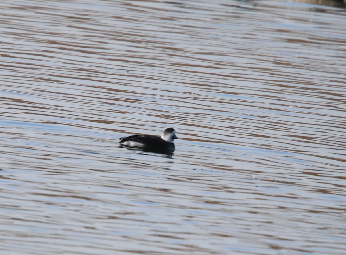 Long-tailed Duck - ML385250431