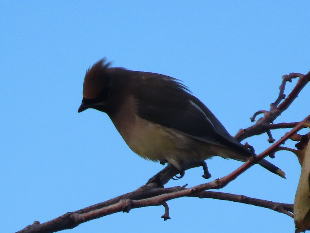 Cedar Waxwing - ML385252051