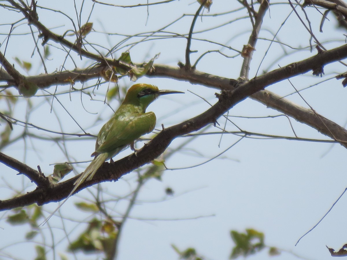 African Green Bee-eater - ML385253661
