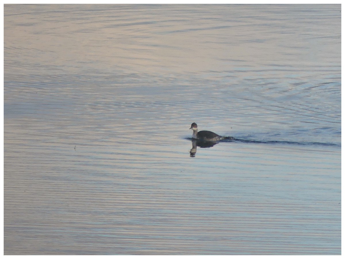 Eared Grebe - ML385254241