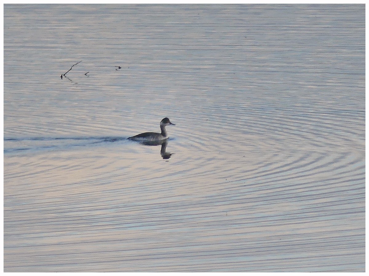 Eared Grebe - ML385254251