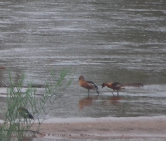 Fulvous Whistling-Duck - Daniel Hoops