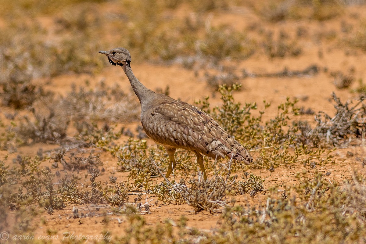 Karoo Bustard - ML38525991