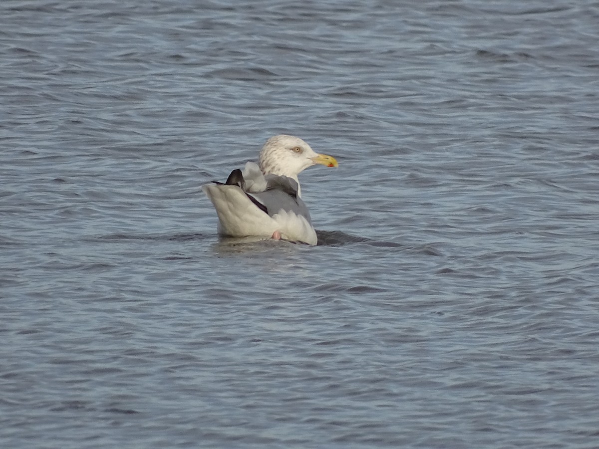 Herring Gull - Mike Scott