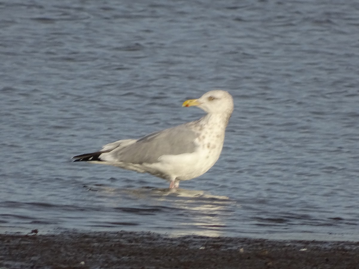 Gaviota Argéntea - ML38526011