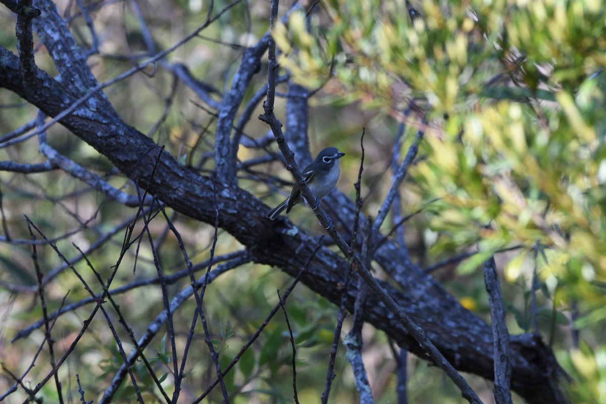 Blue-headed Vireo - ML385260561