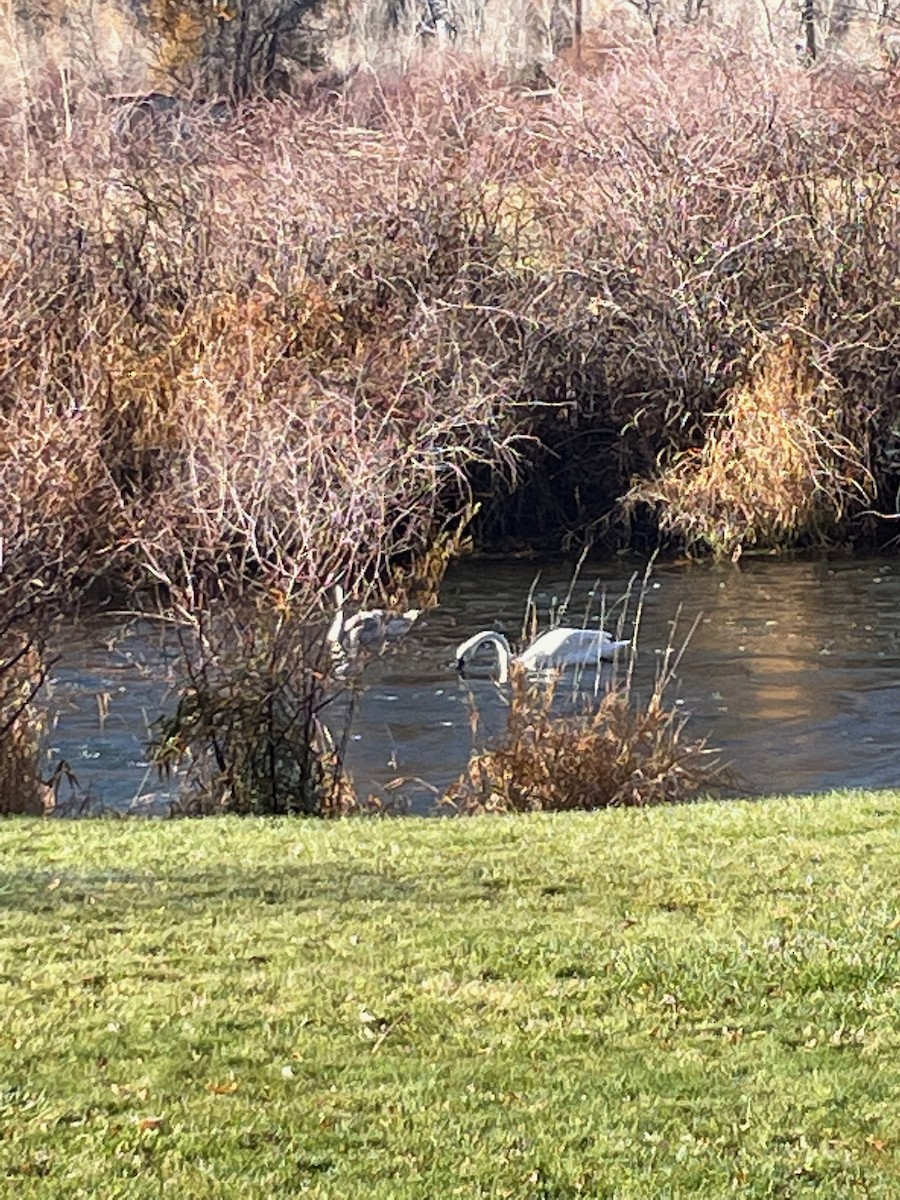 Trumpeter Swan - ML385260991