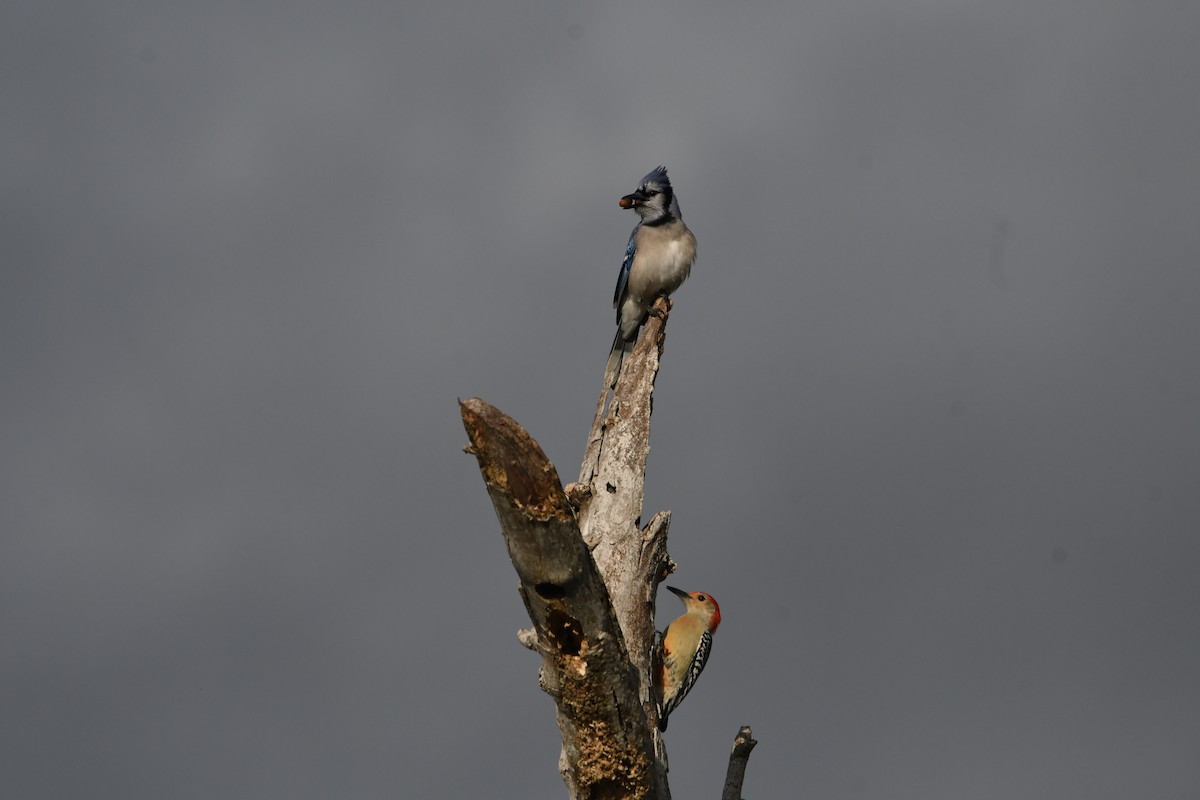 Blue Jay - ML385261201