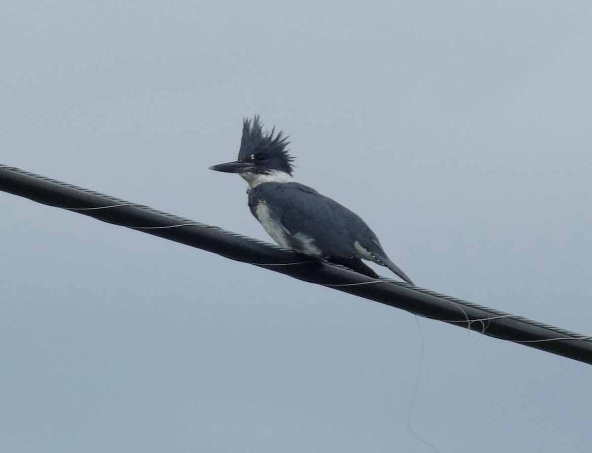 Belted Kingfisher - ML385263141