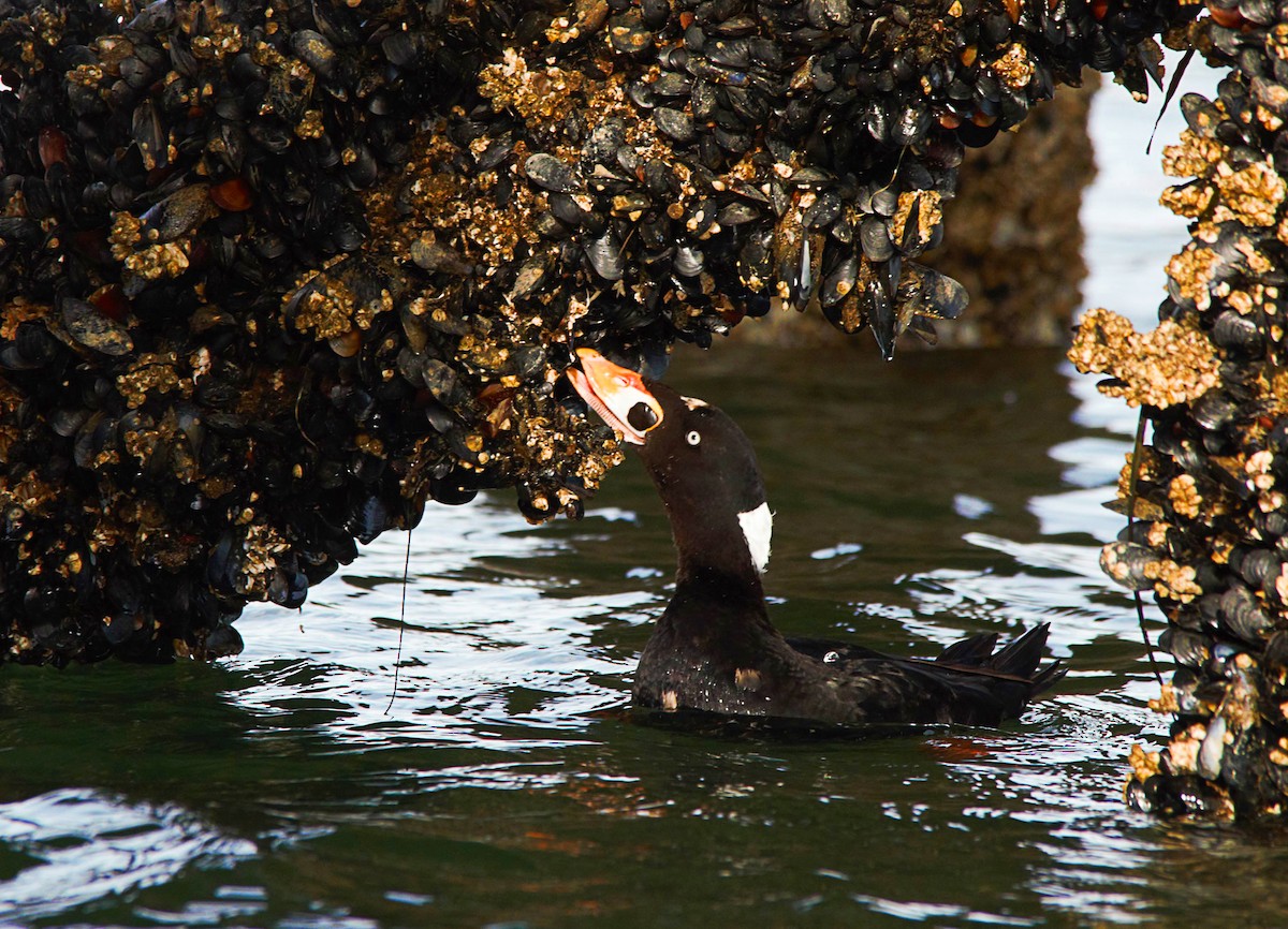 Surf Scoter - Hui Sim