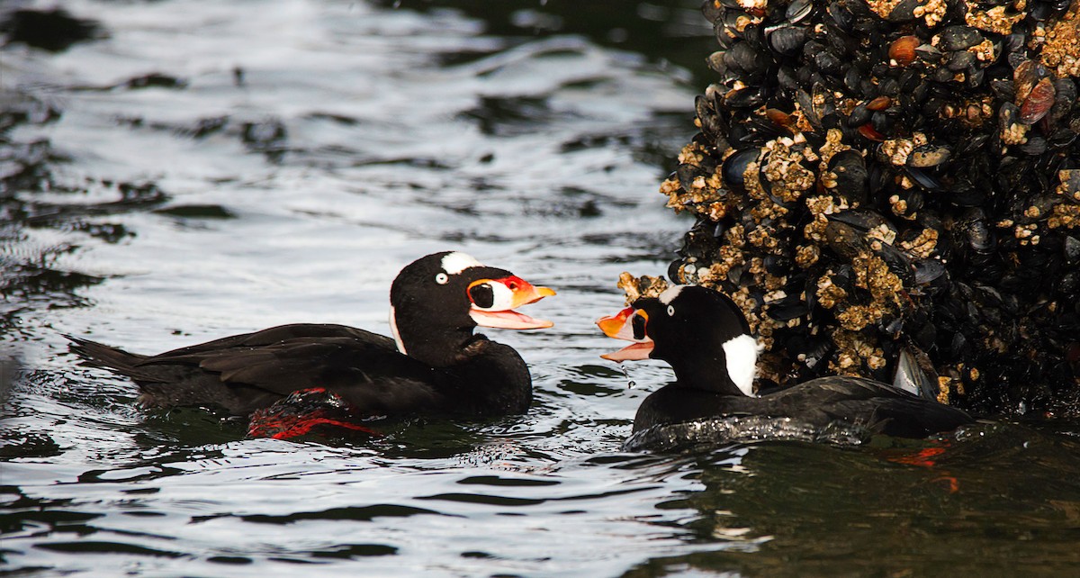 Surf Scoter - ML385263851