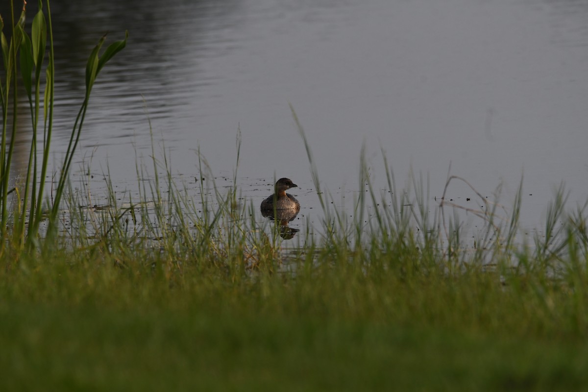 Pied-billed Grebe - ML385263901