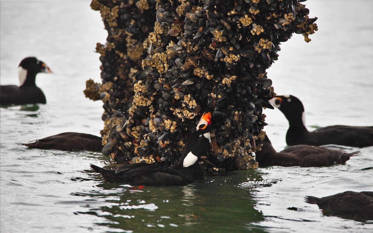 Surf Scoter - ML385263911