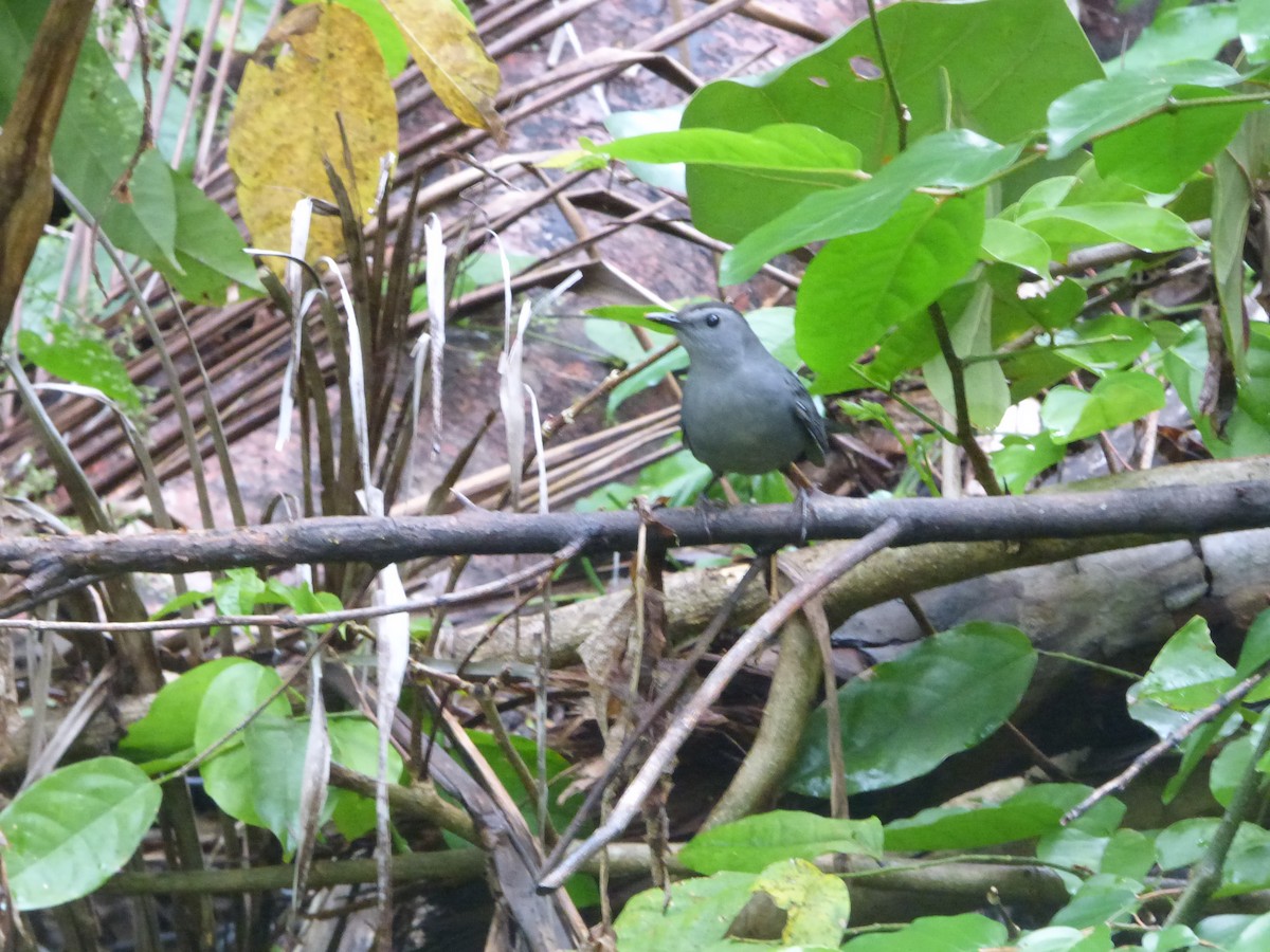 Gray Catbird - ML385265011