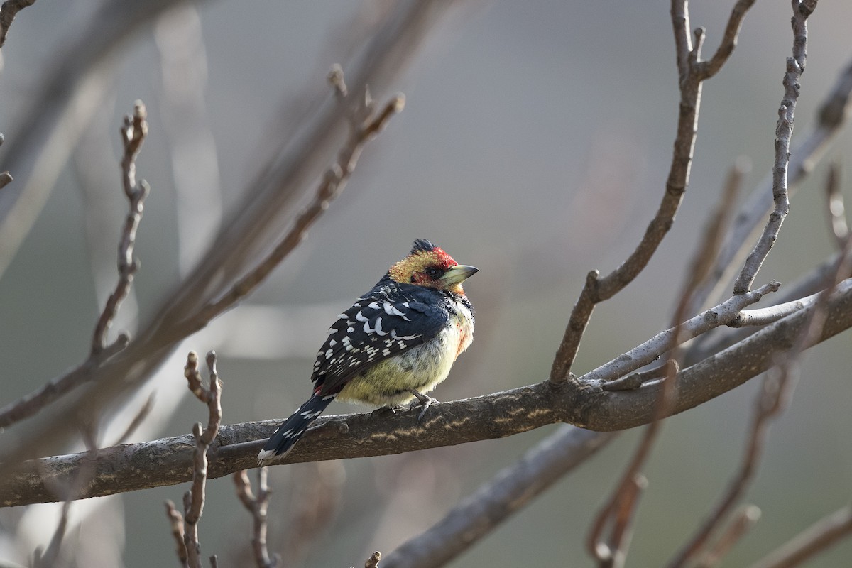 Crested Barbet - ML385267291