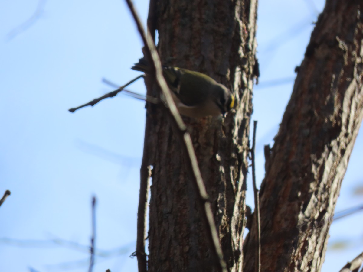 Golden-crowned Kinglet - ML385267761
