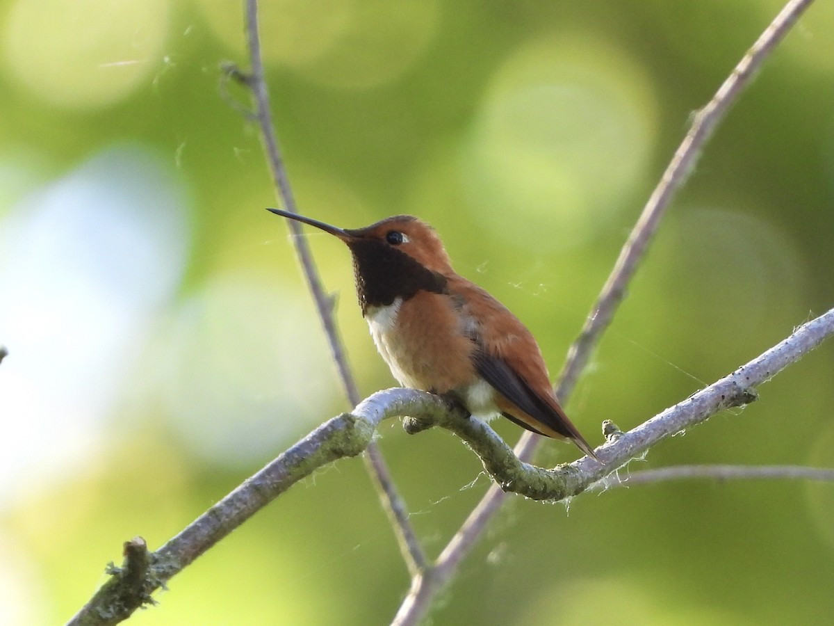 Rufous Hummingbird - Justin Flint