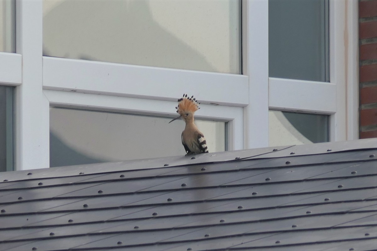 Common Hoopoe - ML385269581