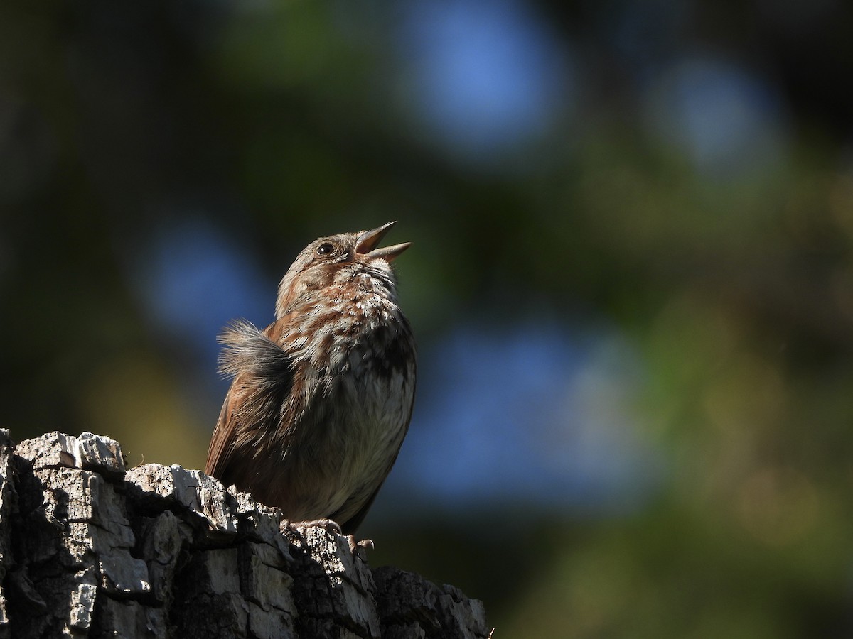 Song Sparrow - ML385269731