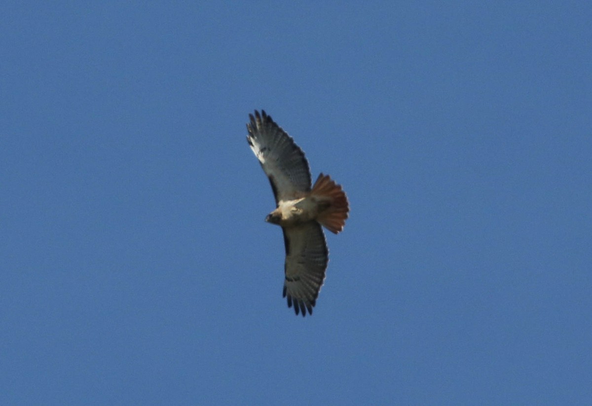 Red-tailed Hawk - Phil Kenny