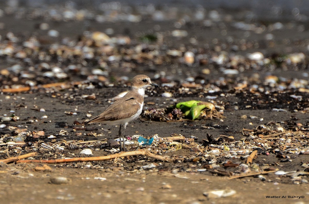 Pluvier de Leschenault - ML385271461