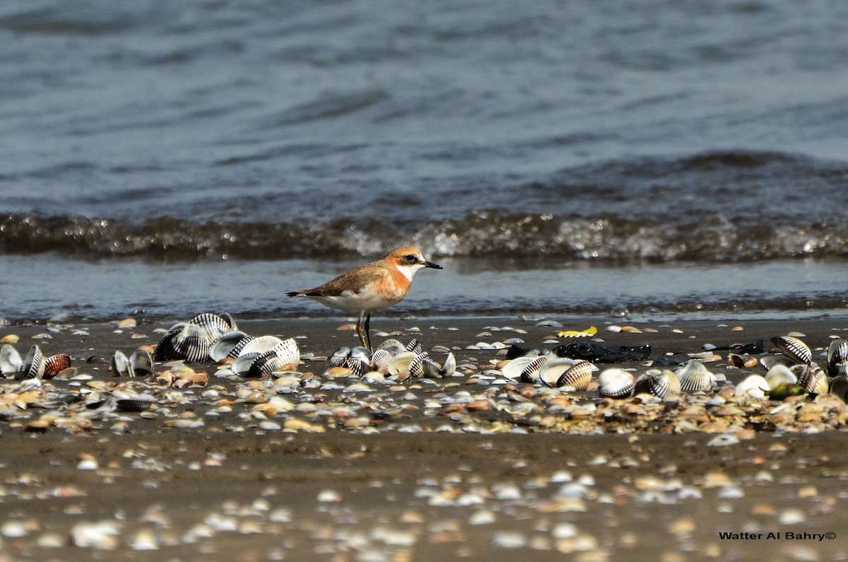 Pluvier de Leschenault - ML385271531